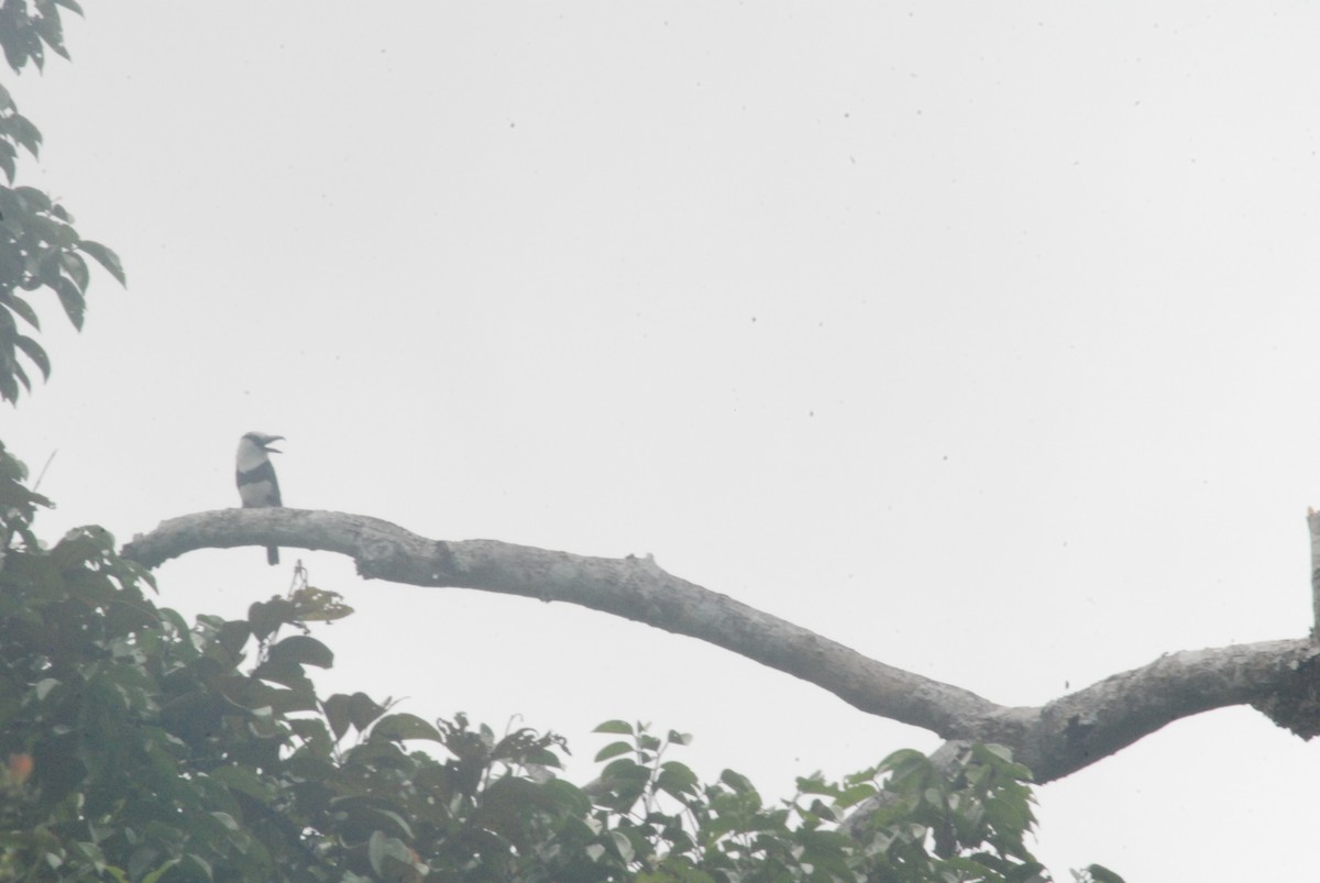 White-necked Puffbird - ML259102371