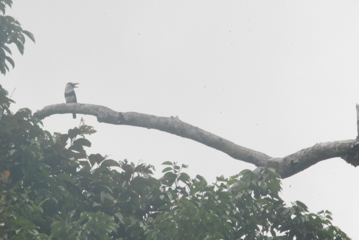 White-necked Puffbird - ML259102381