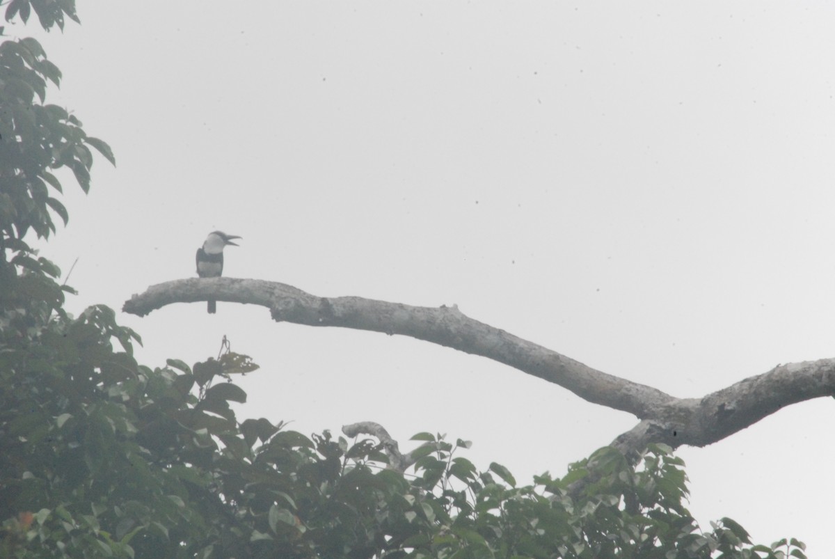 White-necked Puffbird - ML259102441