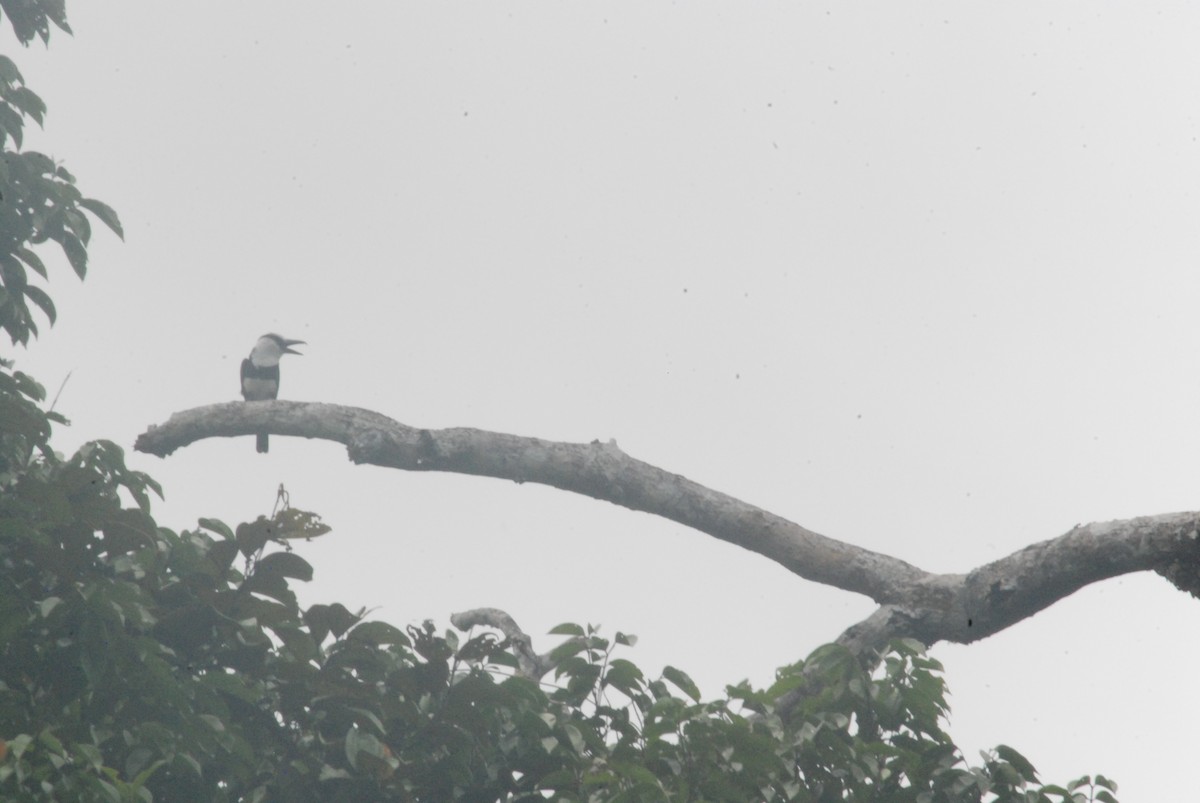 White-necked Puffbird - ML259102471