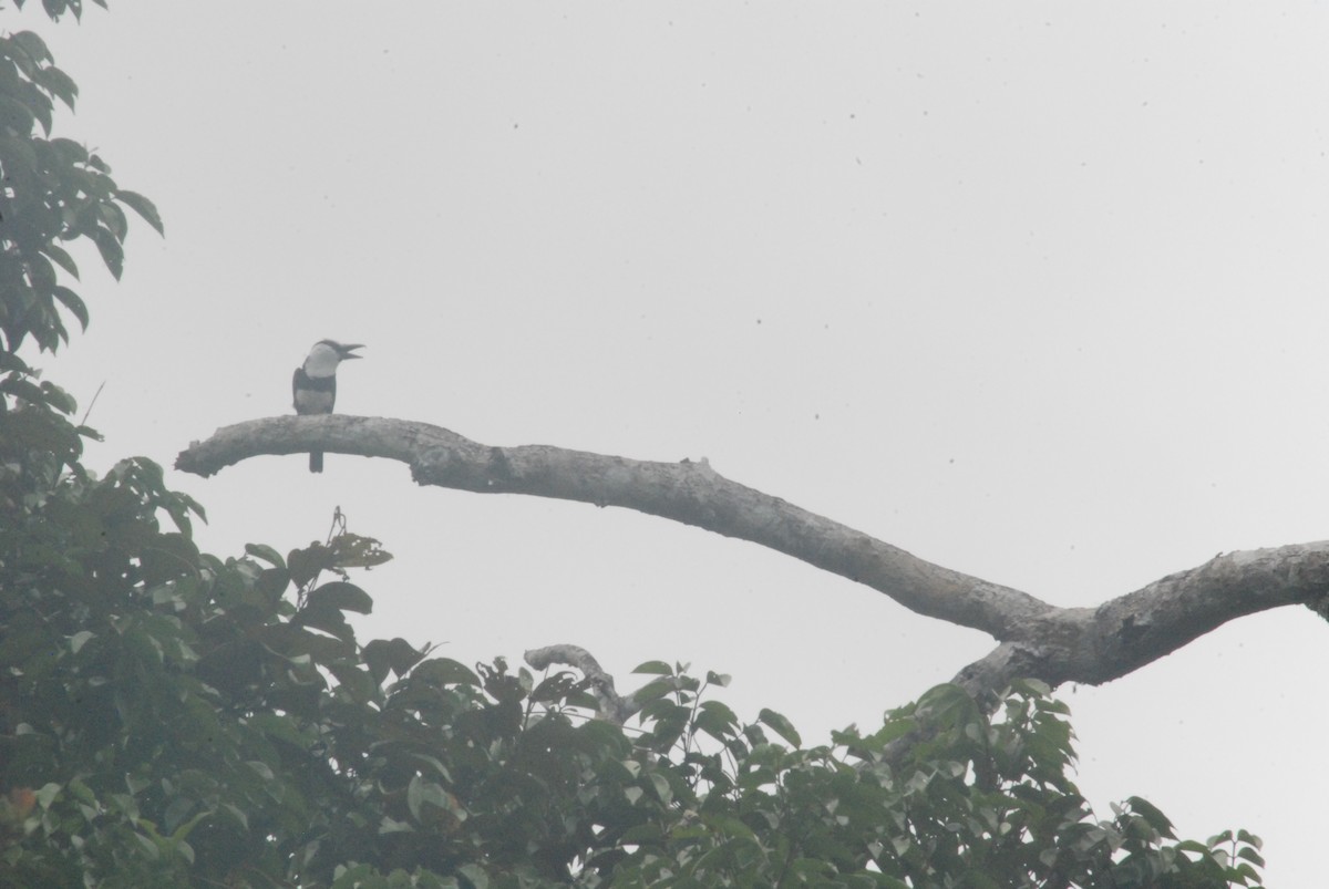 White-necked Puffbird - ML259102481