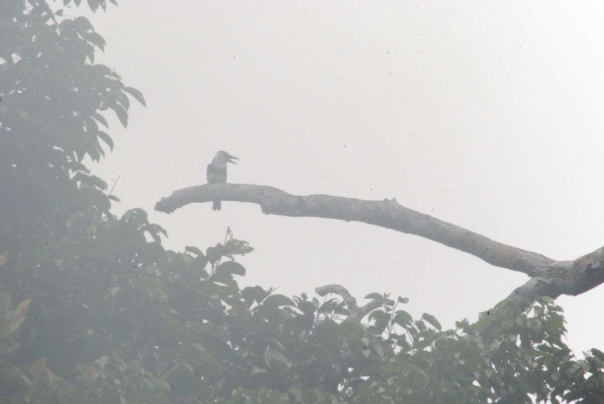 White-necked Puffbird - ML259102501