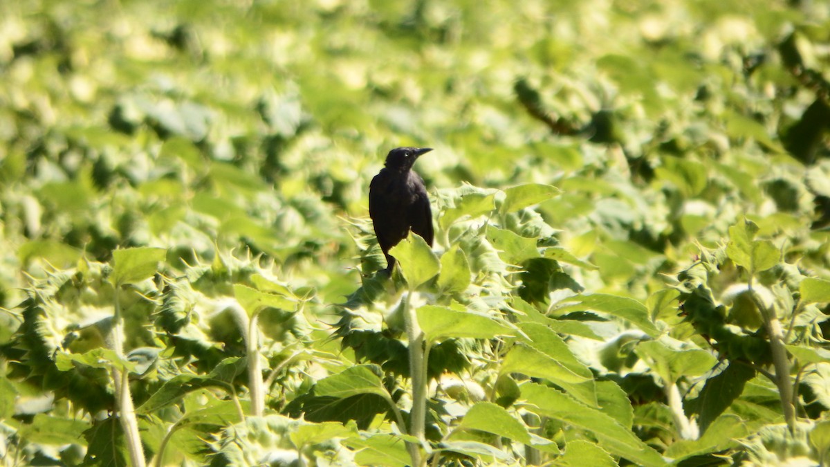 Brewer's Blackbird - ML259103121