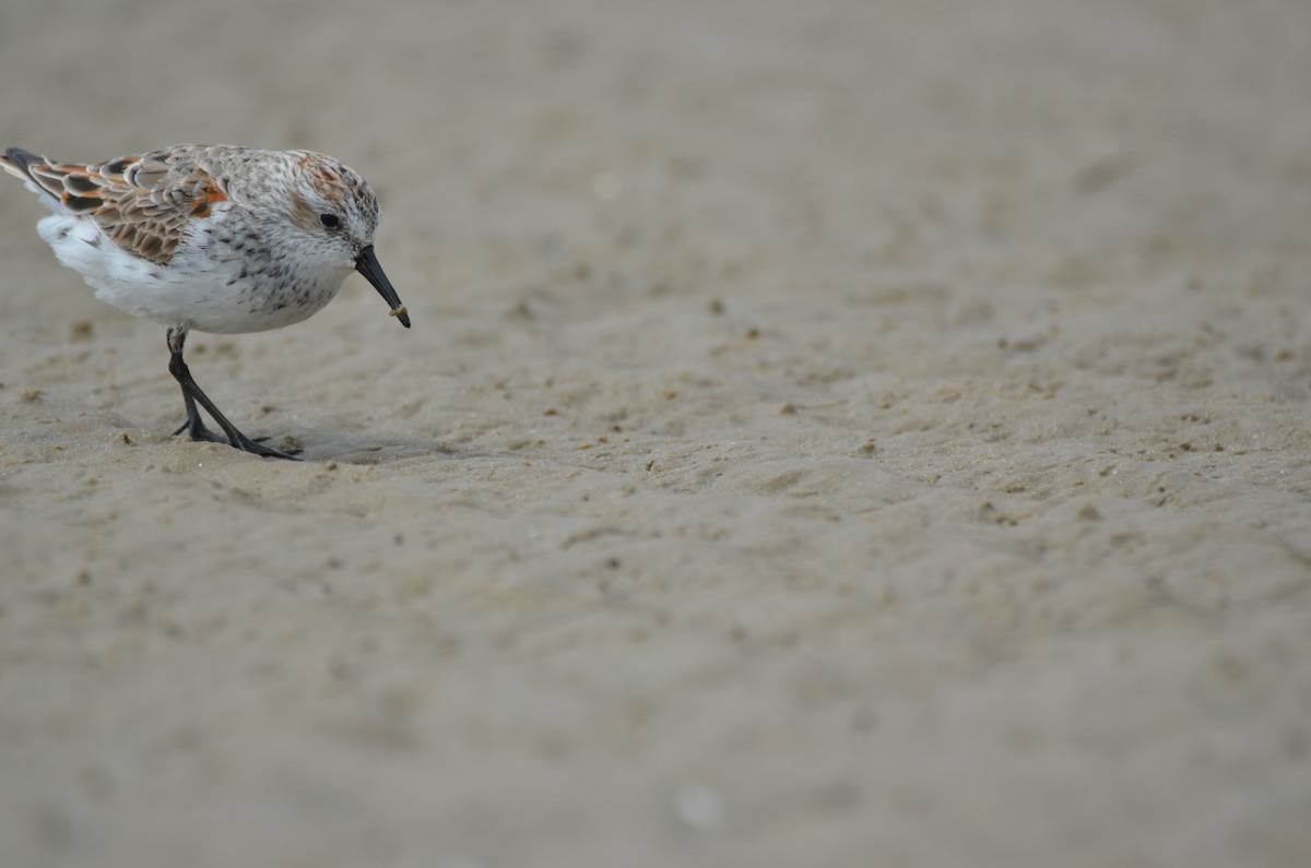 Bergstrandläufer - ML25910501