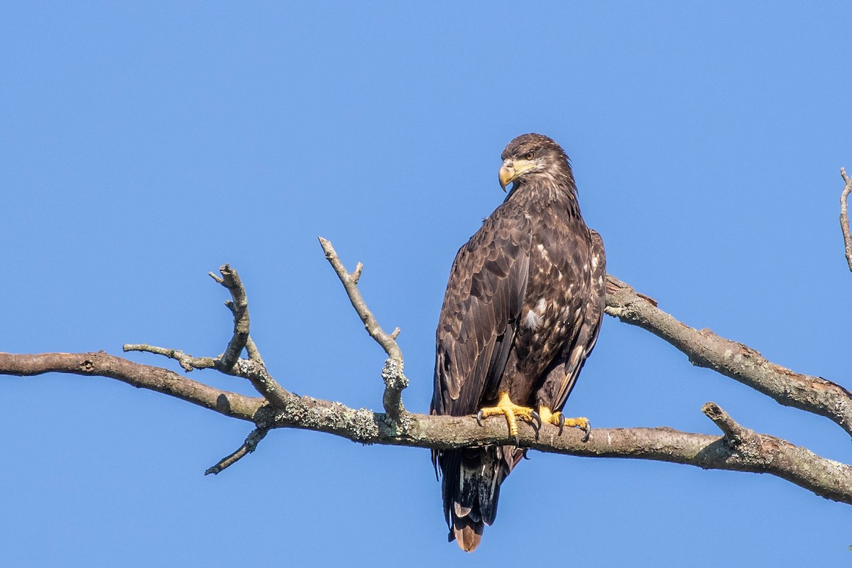 Bald Eagle - ML259105661