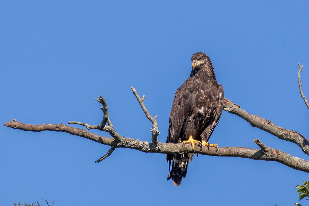 Bald Eagle - ML259105671