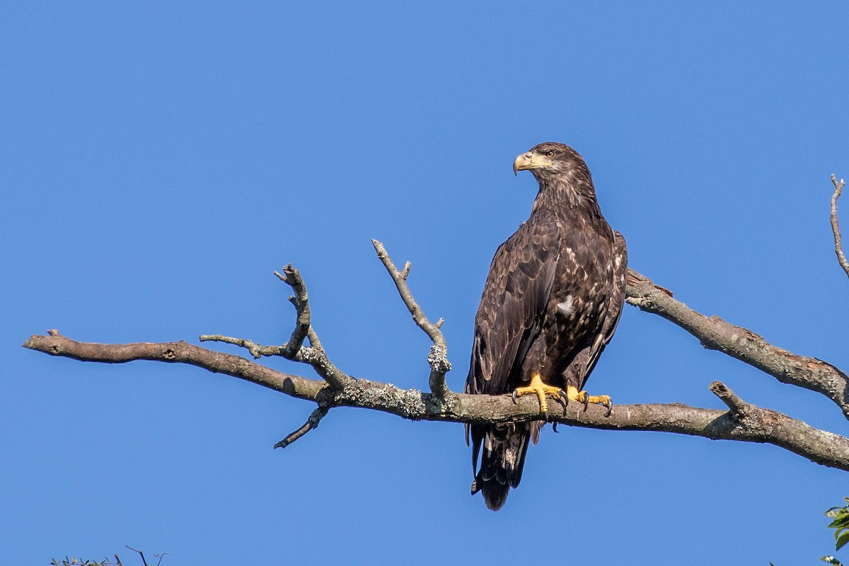 Bald Eagle - ML259105681