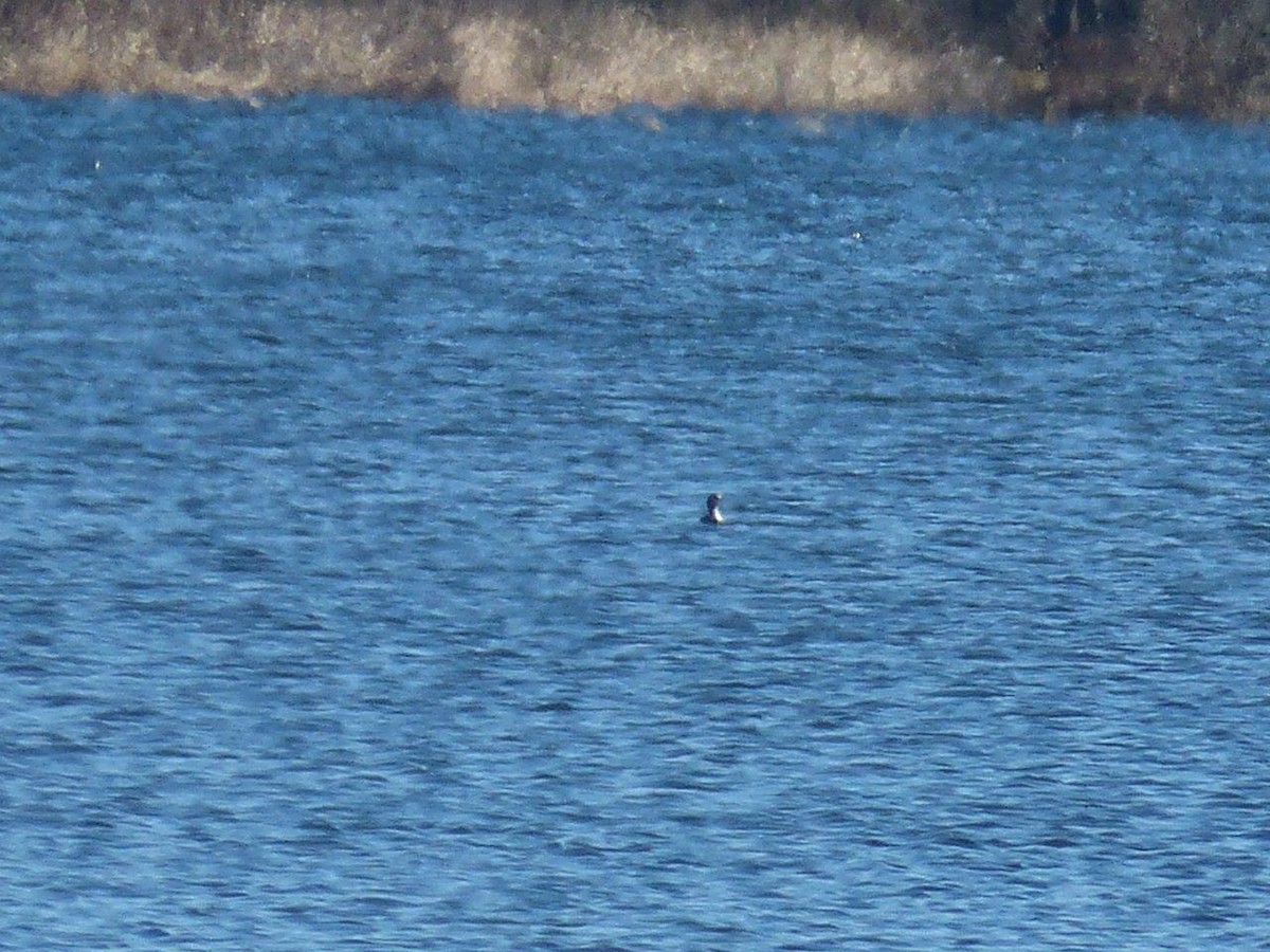 Horned Grebe - ML25910791