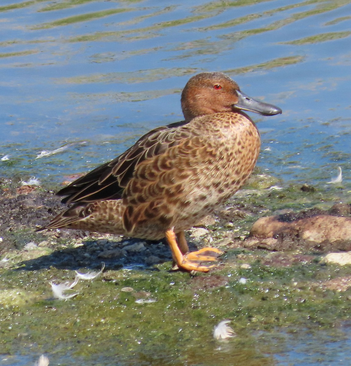 Cinnamon Teal - ML259108341