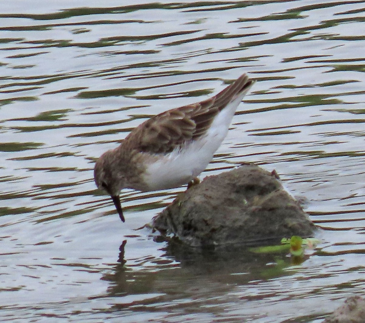 Least Sandpiper - ML259108871