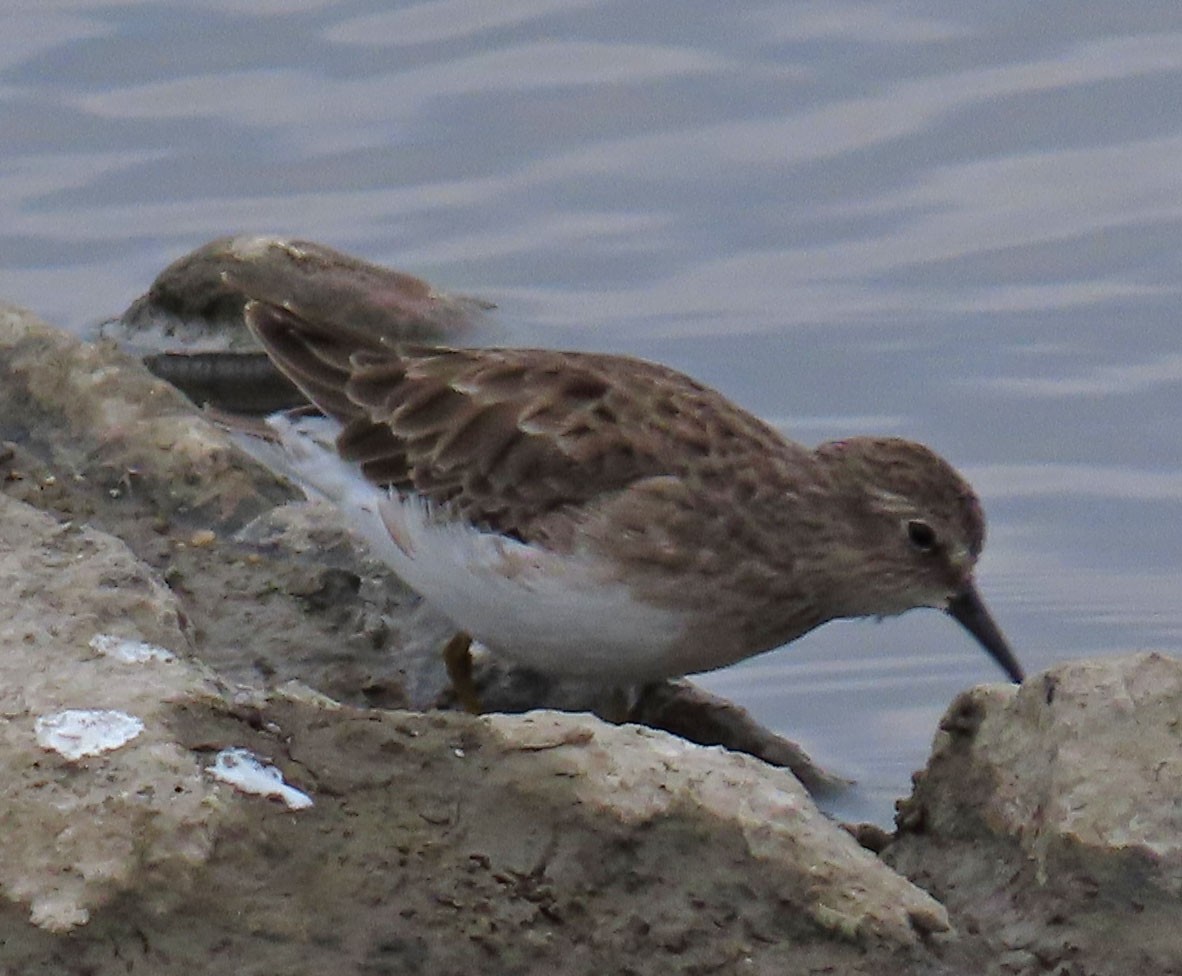 Least Sandpiper - ML259108911