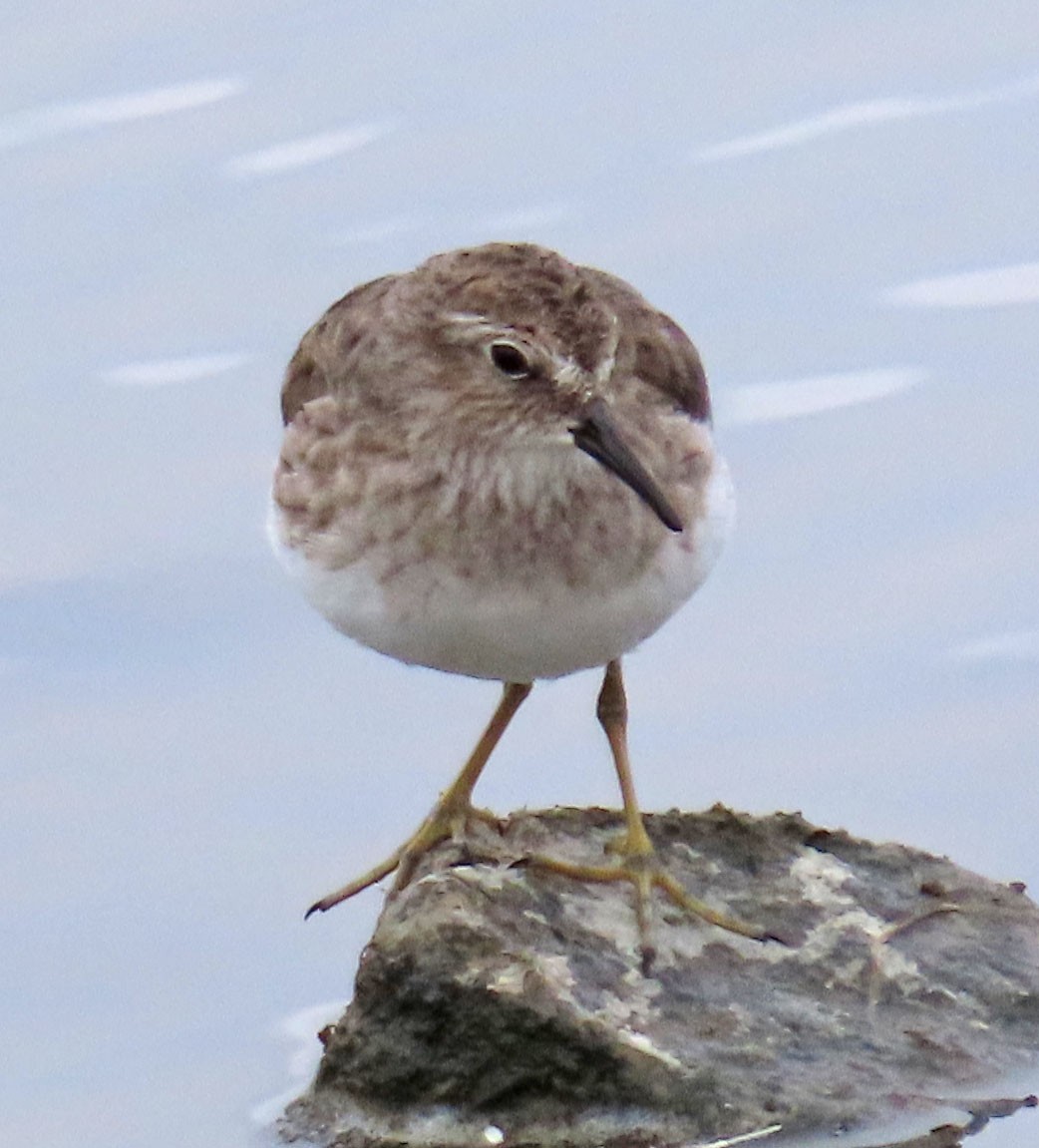 Least Sandpiper - ML259108931