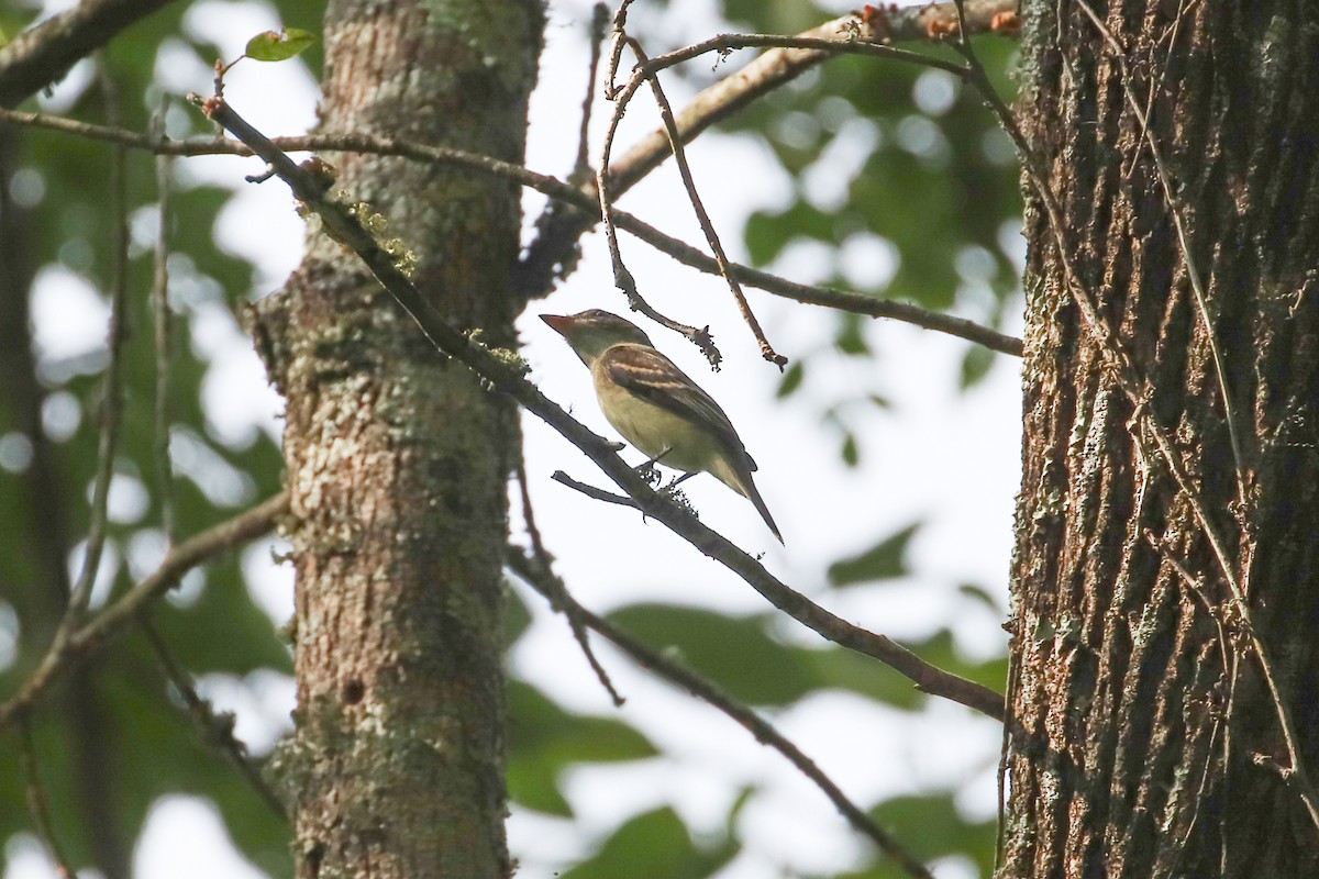 Mosquero sp. (Empidonax sp.) - ML259109681