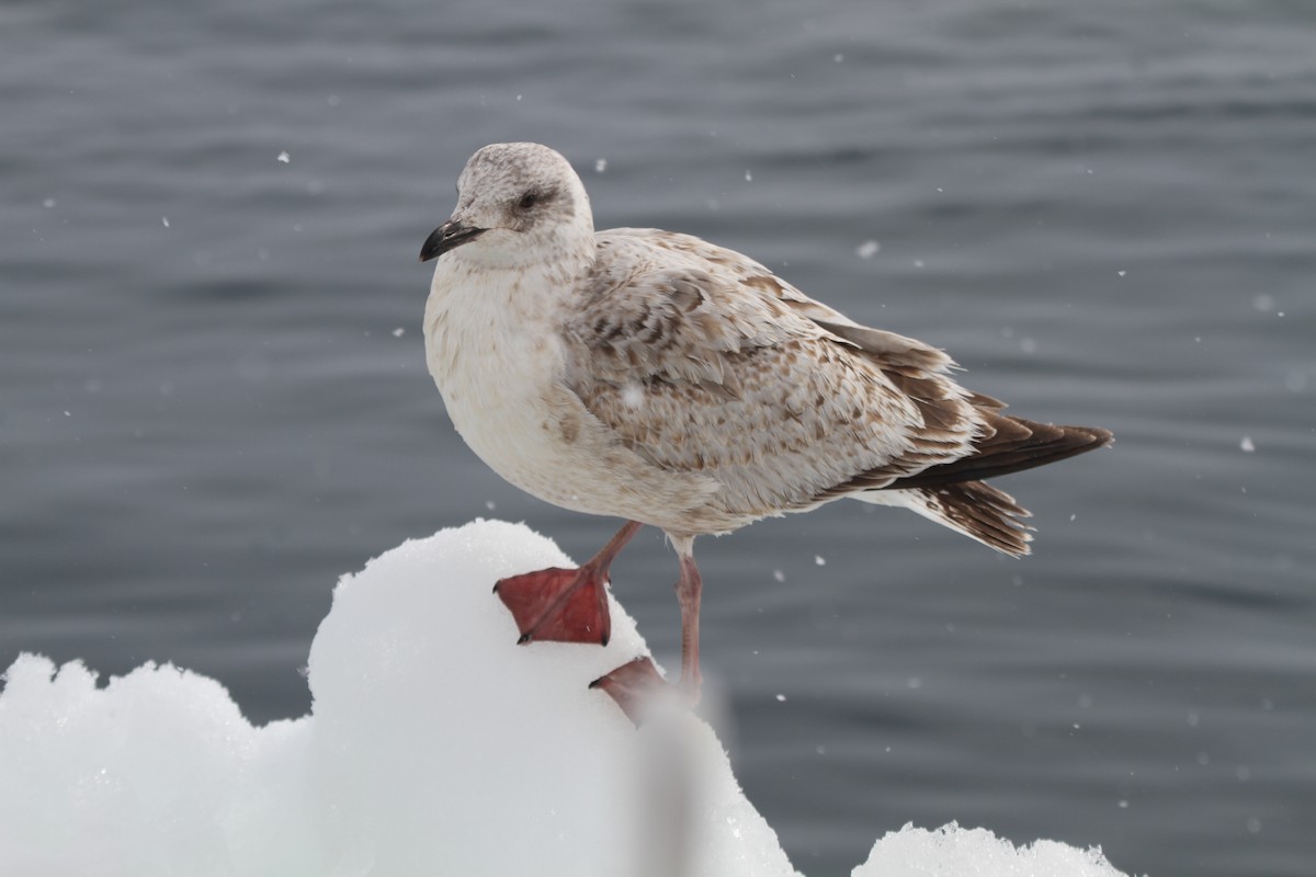 Slaty-backed Gull - Pam Rasmussen