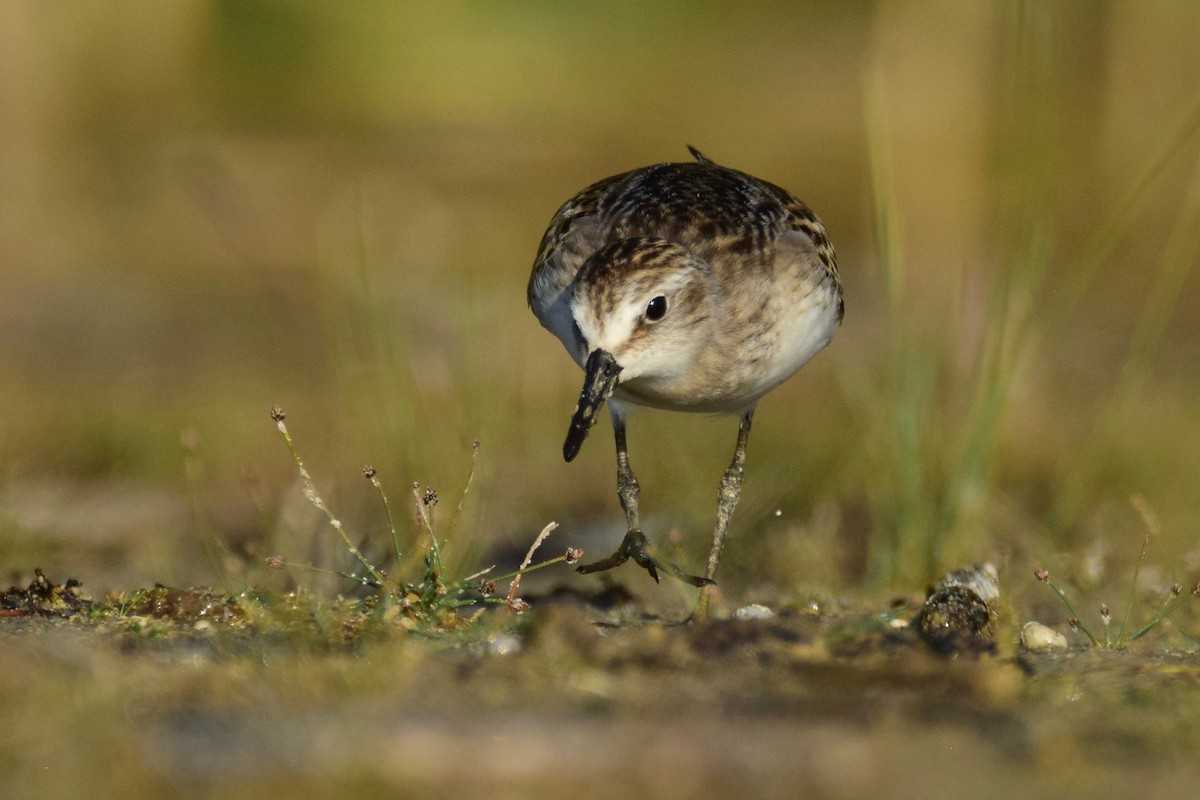 Semipalmated Sandpiper - ML259113421