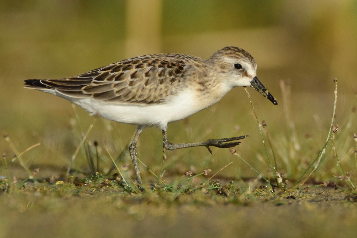 Semipalmated Sandpiper - ML259113451