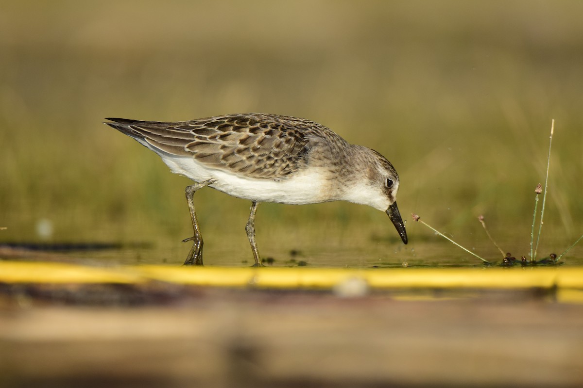 Semipalmated Sandpiper - ML259113471