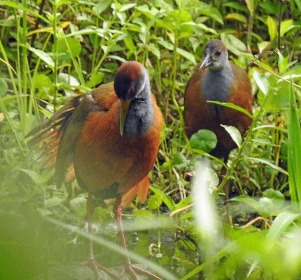 Russet-naped Wood-Rail - Danilo Moreno