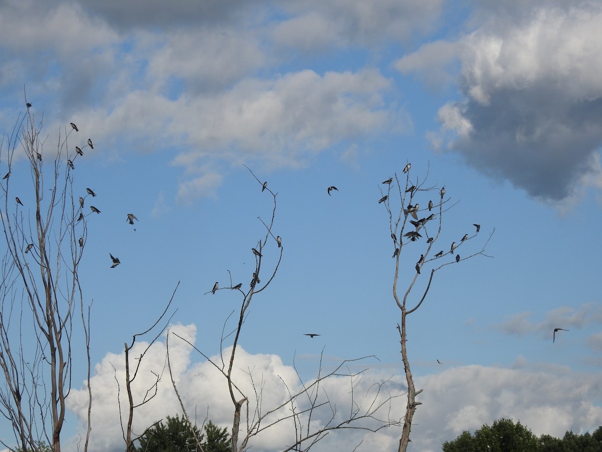 Tree Swallow - ML259117201