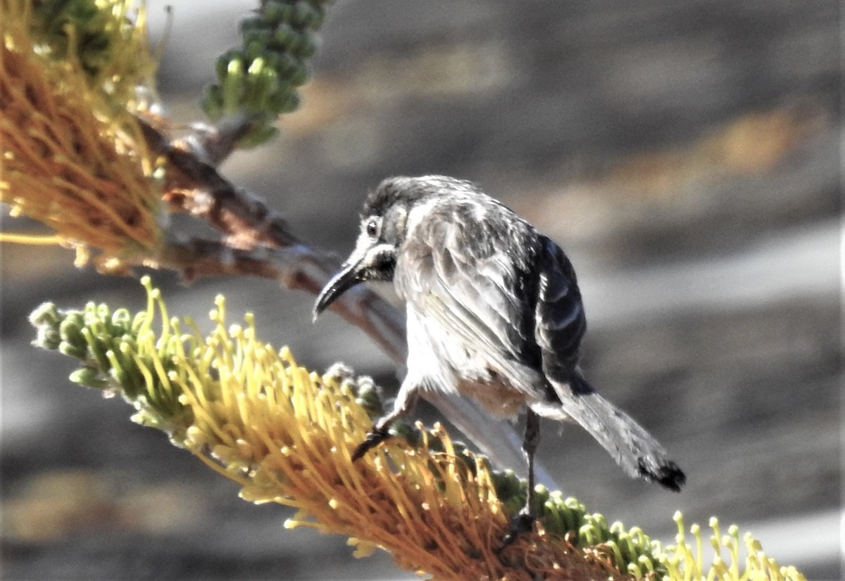 White-fronted Honeyeater - ML259117541