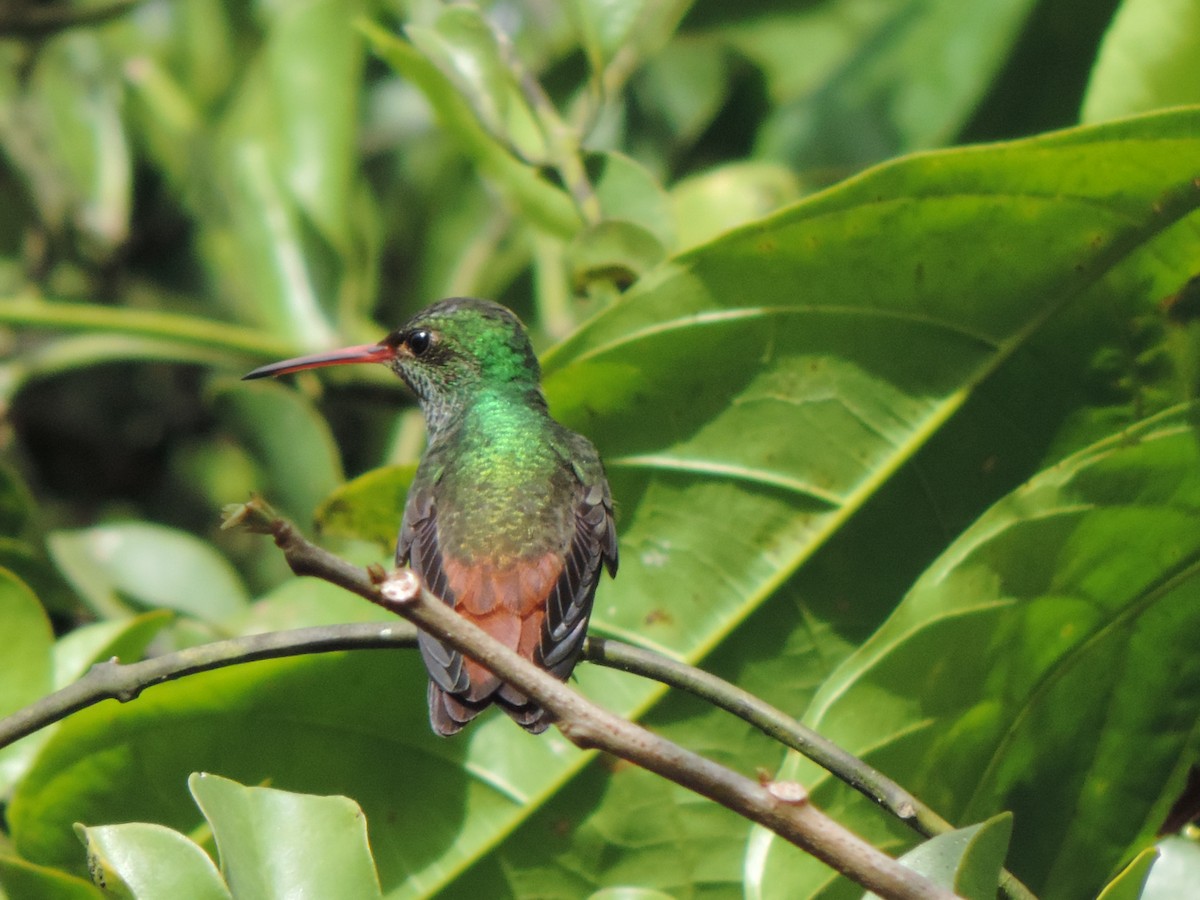 Rufous-tailed Hummingbird - Javier Santos V