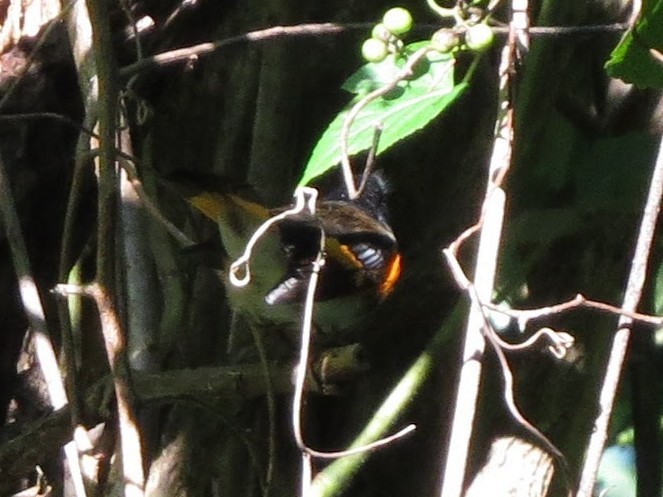 American Redstart - ML259118391