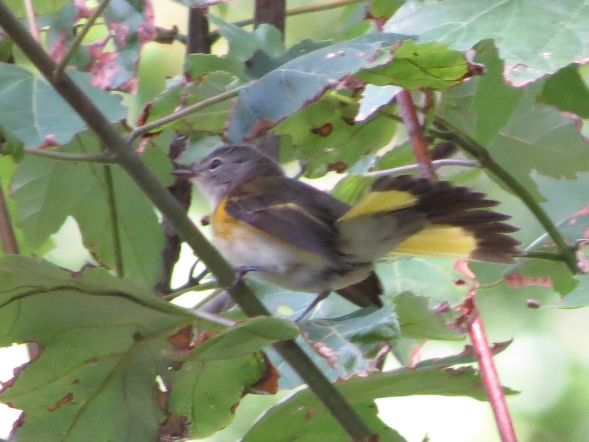 American Redstart - ML259118401