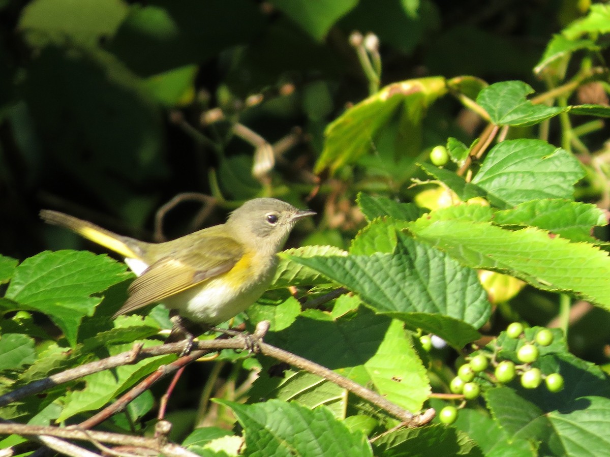 American Redstart - ML259118421
