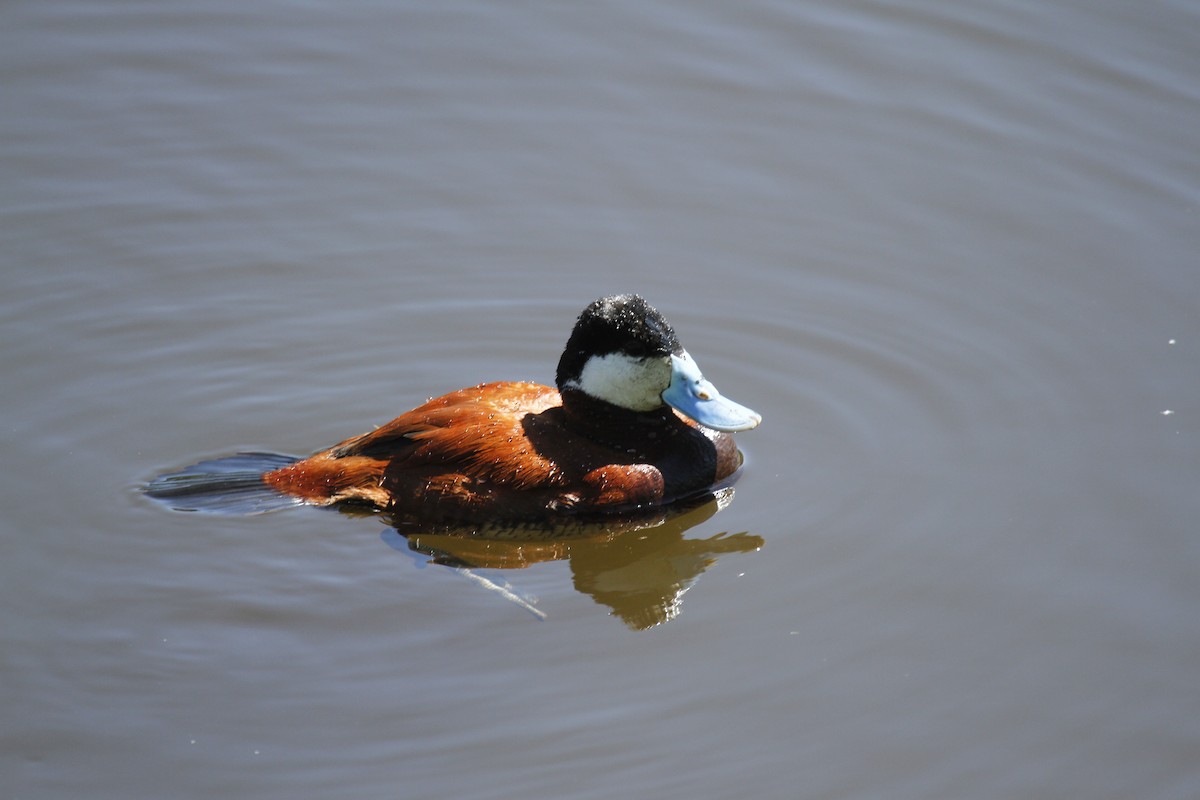 Ruddy Duck - ML259119111