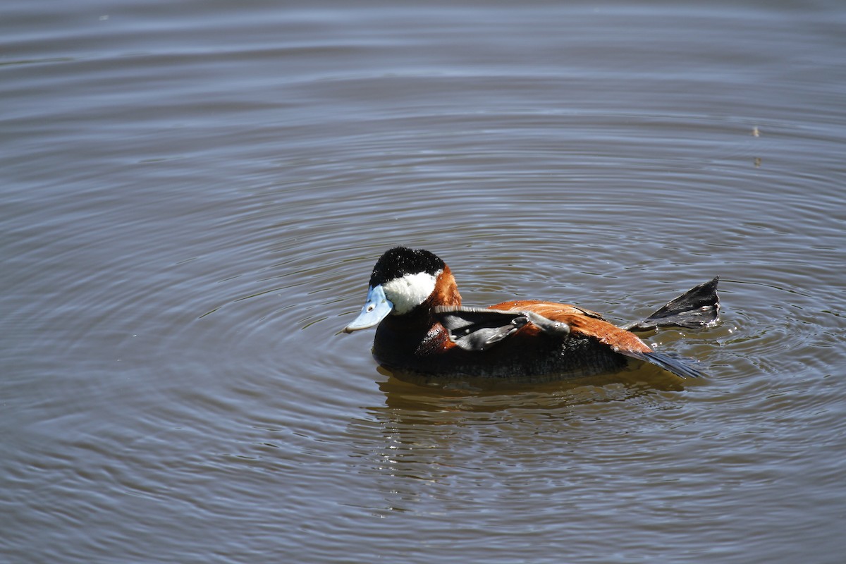 Ruddy Duck - ML259119161