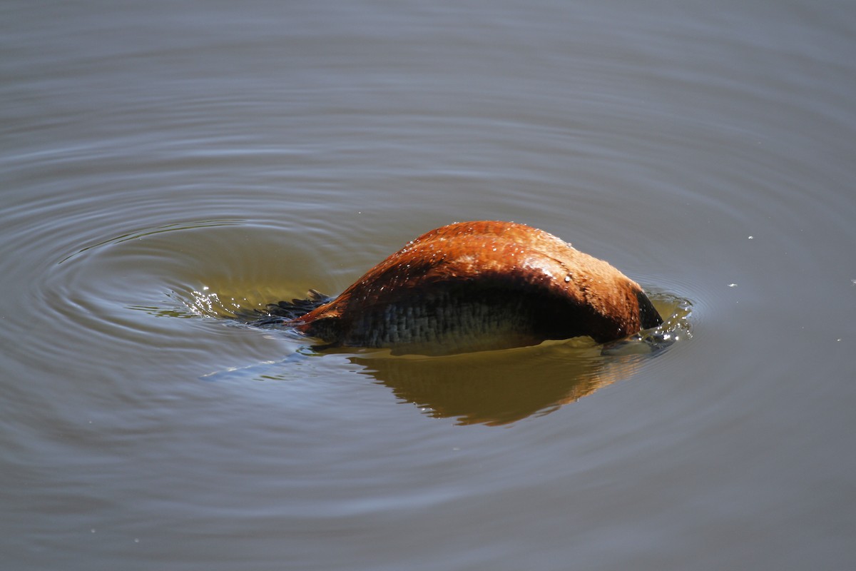 Ruddy Duck - ML259119171