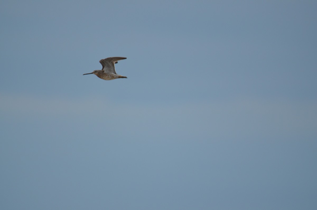 Short-billed Dowitcher - ML25912051