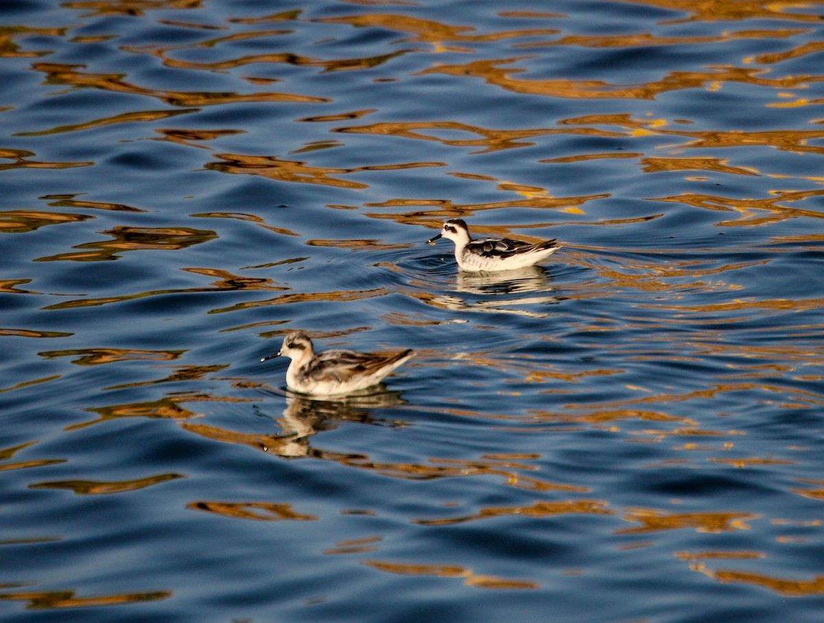 Red-necked Phalarope - ML259120701