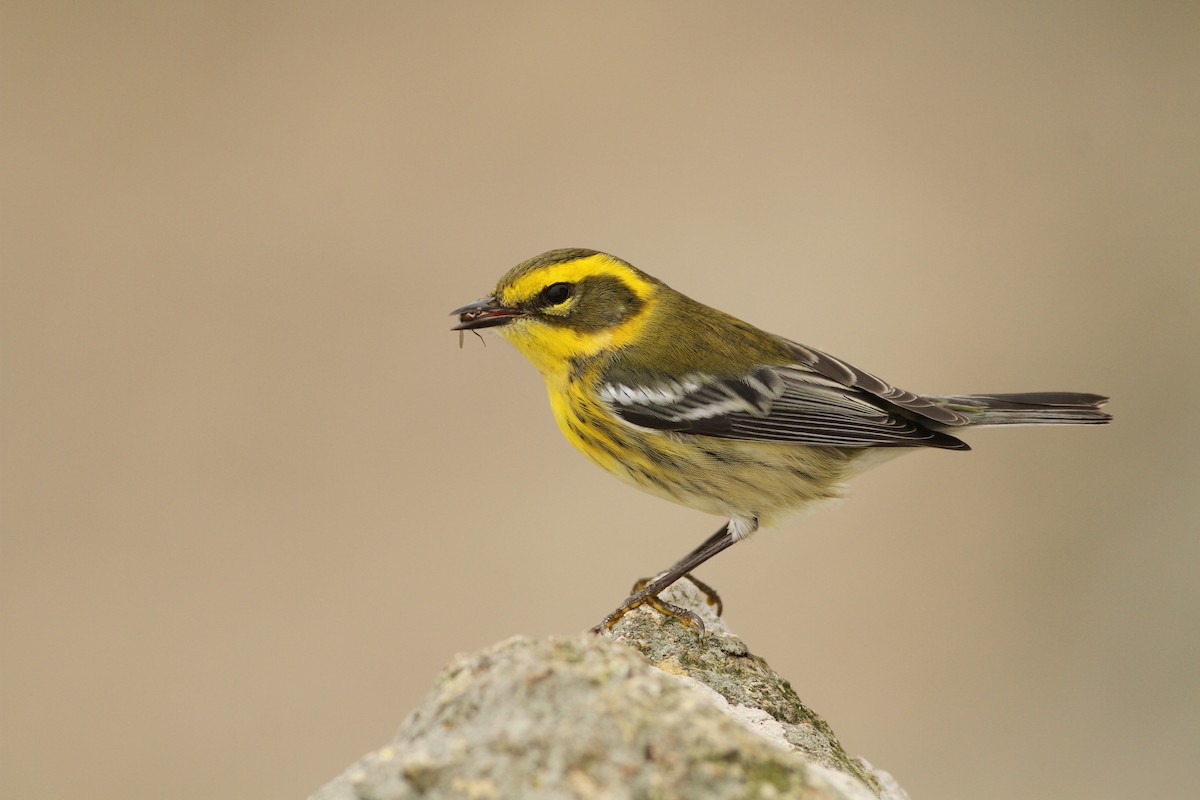 Townsend's Warbler - ML259121001