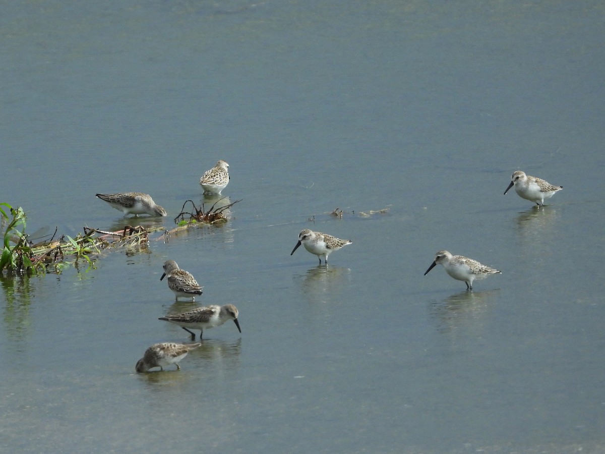 Western Sandpiper - Malcolm Mark Swan