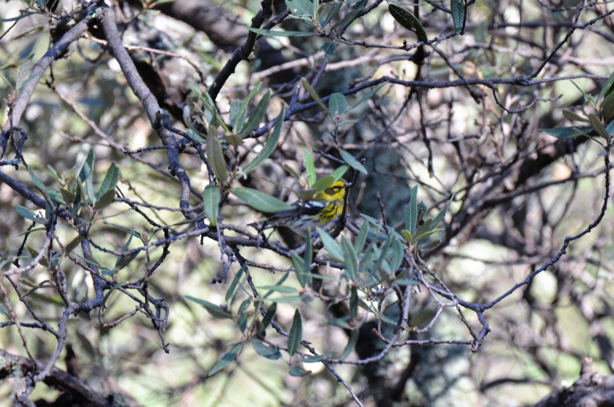 Townsend's Warbler - ML259122641