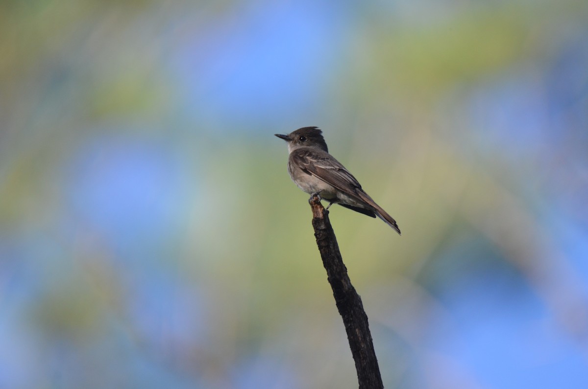 Western Wood-Pewee - ML259122821