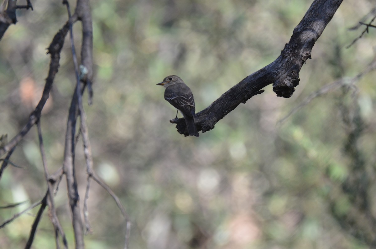 Western Wood-Pewee - ML259122831