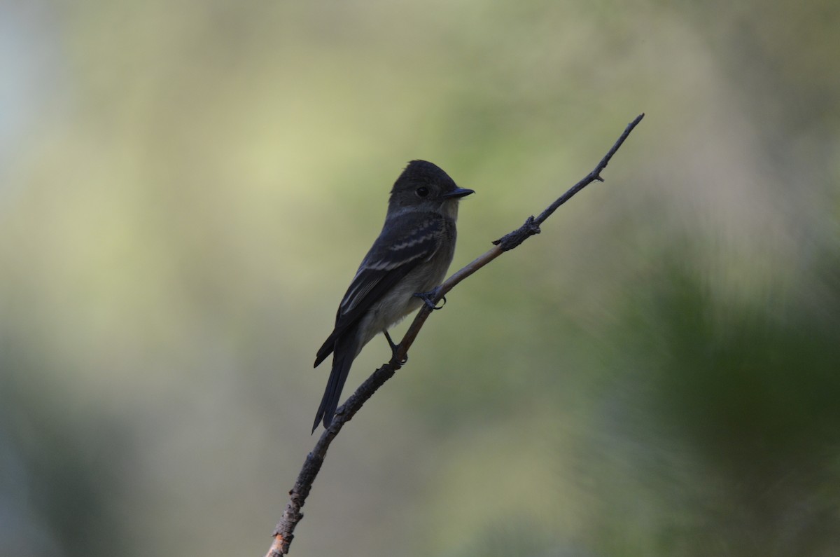 Western Wood-Pewee - ML259123011