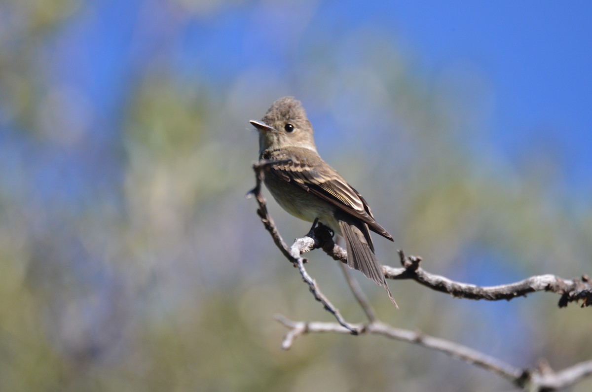 Western Wood-Pewee - Jeff Sexton