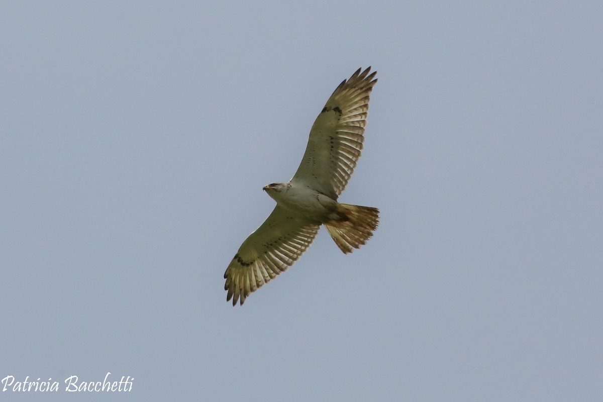 Ferruginous Hawk - Patricia Bacchetti