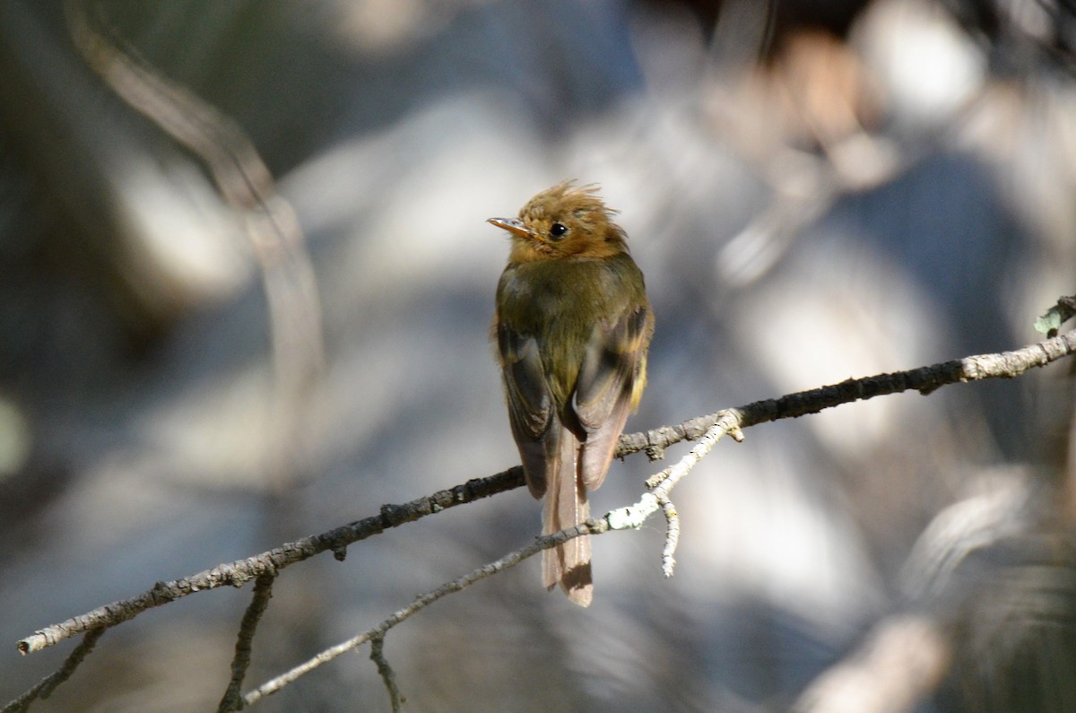 Tufted Flycatcher - Jeff Sexton