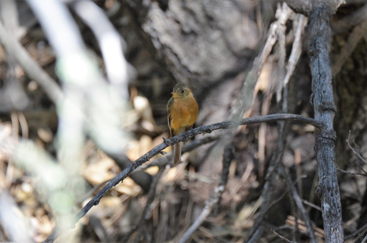 Tufted Flycatcher - Jeff Sexton