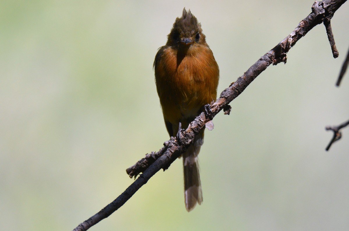 Tufted Flycatcher - ML259125741