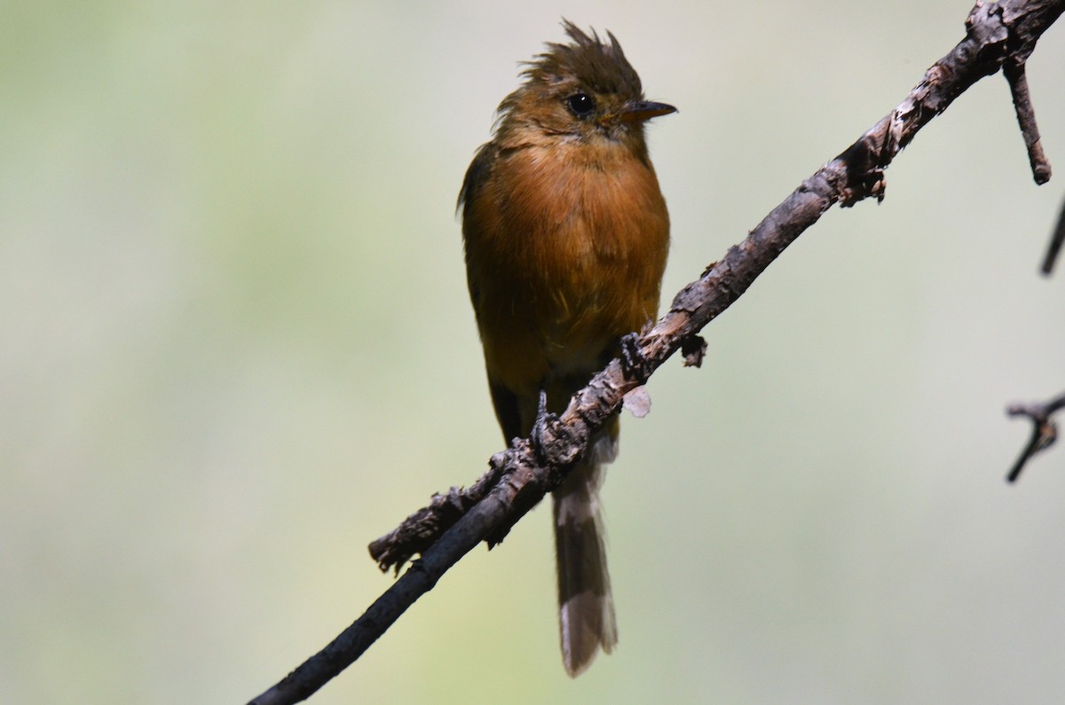 Tufted Flycatcher - Jeff Sexton