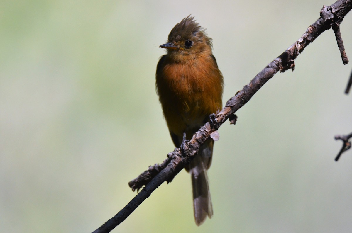 Tufted Flycatcher - ML259125771