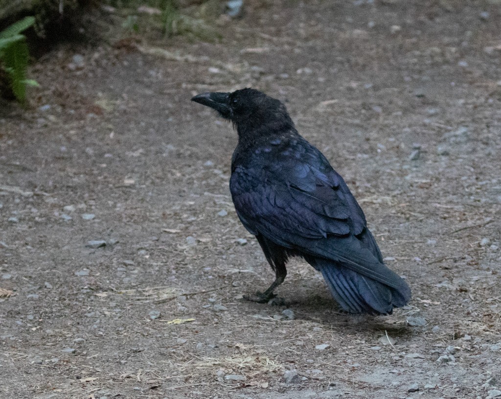 Common Raven - ML259128291