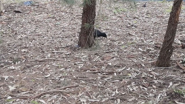 White-winged Chough - ML259130021