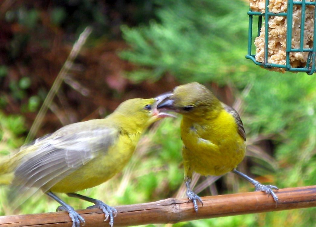 Hooded Oriole - ML259130441