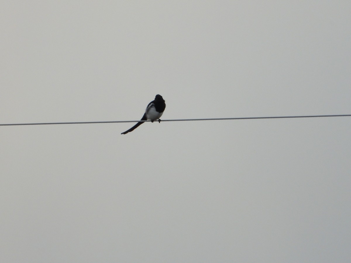 Black-billed Magpie - ML259131141